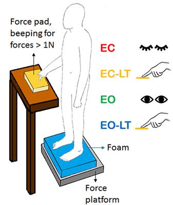 Specific Posture-Stabilising Effects of Vision and Touch Are Revealed by Distinct Changes of Body Oscillation Frequencies